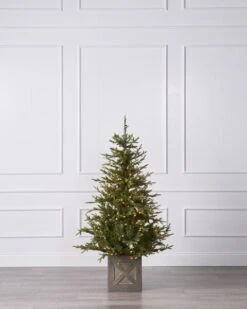 5FT Fieldstone Spruce In Pot