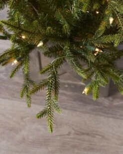 5FT Fieldstone Spruce In Pot -Esquire Shop 284095 4