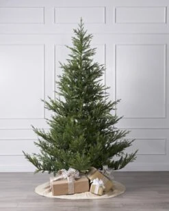 10ft Norway Spruce Tree