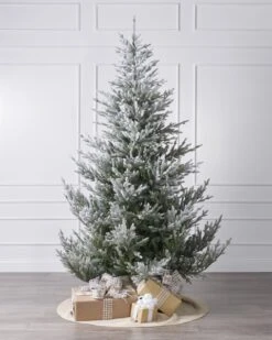 6ft Snowy Norway Spruce Tree