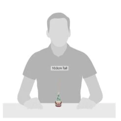 Wonderland Gnome Ornament -Esquire Shop 6011692 3