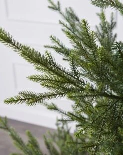 6 Ft Norway Spruce Tree -Esquire Shop 9684821 4